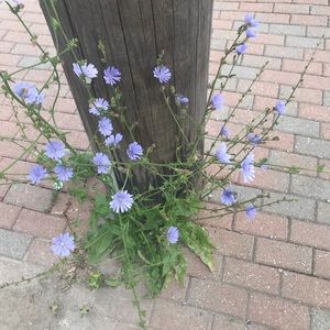 Meet your Posher, Miki